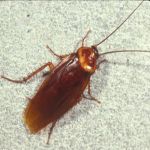\"Cockroach